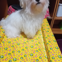 Maltese di piccola taglia