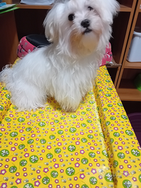 Maltese di piccola taglia