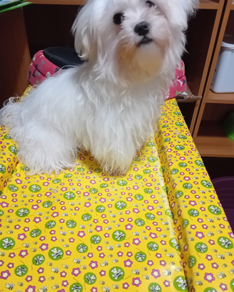Maltese di piccola taglia