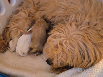 Disponibili maltipoo