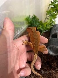 geco ciliatus 