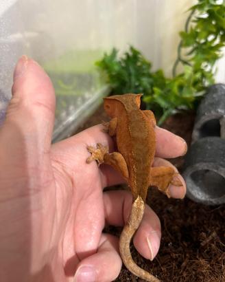 geco ciliatus 