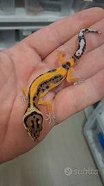 geco leopardino 