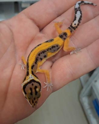 geco leopardino 