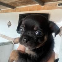 Chihuahua