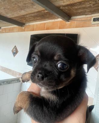 Chihuahua