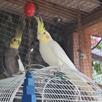 Calopsiti riproduzione e singoli