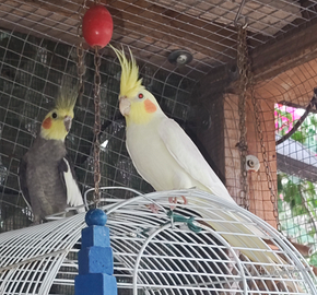 Calopsiti riproduzione e singoli