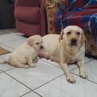 Labrador con Pedigree ENCI