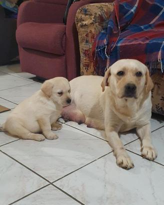 Labrador con Pedigree ENCI
