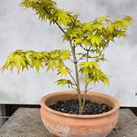 prebonsai acero Orange Dreams 