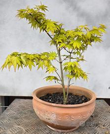 prebonsai acero Orange Dreams 