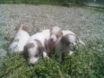 Maschietti Jack Russell