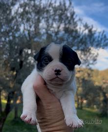 Simil Bouledogue francese