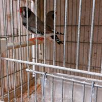 Diamanti mandarini maggiorati