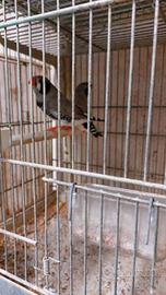 Diamanti mandarini maggiorati