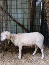 Agnello montone lacaune