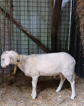 Agnello montone lacaune