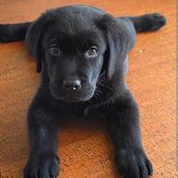 Cucciola labrador 2 mesi