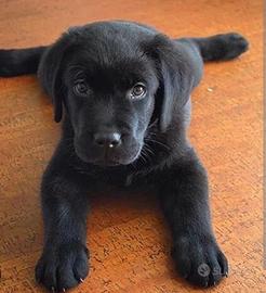 Cucciola labrador 2 mesi