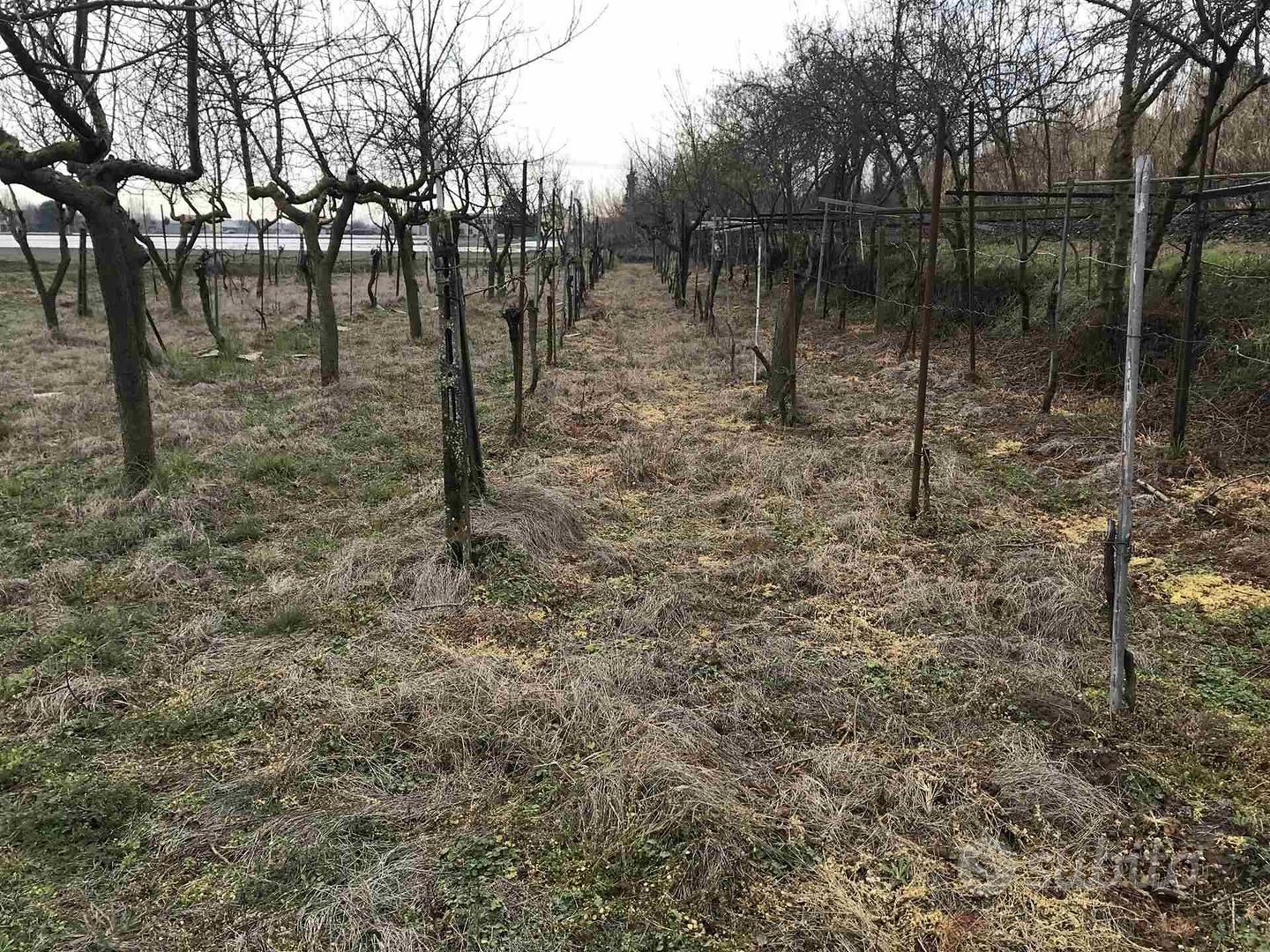 Rif.3276| terreno agricolo chioggia - Vista 3