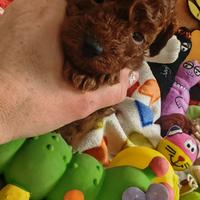 Barboncino Toy e mini