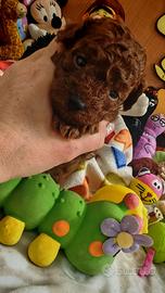 Barboncino Toy e mini