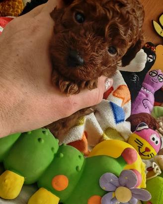 Barboncino Toy e mini