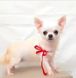 Chihuahua bianca