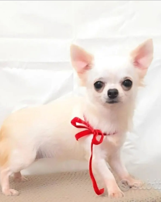 Chihuahua bianca