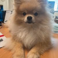 Cuccioli di Pomerania