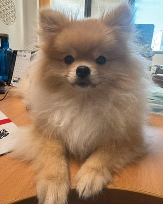 Cuccioli di Pomerania