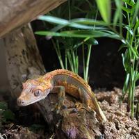 Geco Ciliatus con teca