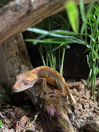 Geco Ciliatus con teca