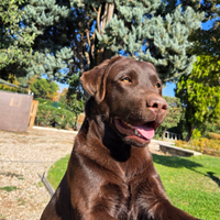 Labrador maschio per monta