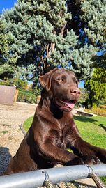 Labrador maschio per monta