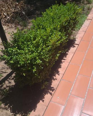 pianta da siepe