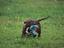 Immagine 11