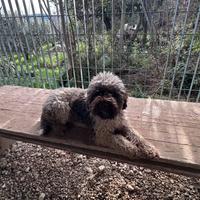 Lagotto romagnolo con pedigree