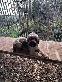 Lagotto romagnolo con pedigree