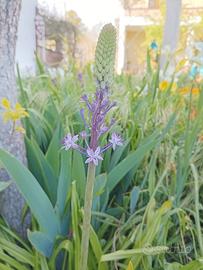 20 bulbi di Scilla Hyacinthoides 