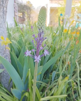 20 bulbi di Scilla Hyacinthoides 