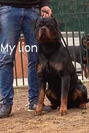 Disponibile per monta NON CHIEDO SOLDI