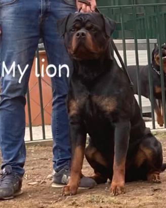 Disponibile per monta NON CHIEDO SOLDI