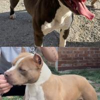 Cuccioli pitbull disponibili
