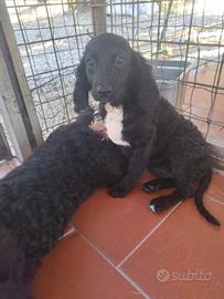 cuccioli Sanminiatesi