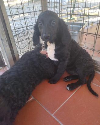 cuccioli Sanminiatesi