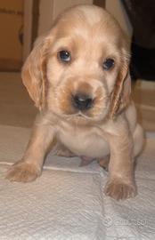 Cuccioli cocker spaniel