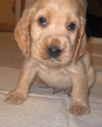 Cuccioli cocker spaniel