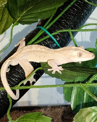 Geco ciliatus adulto